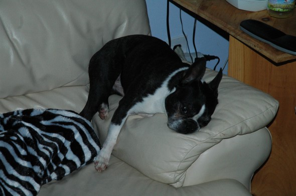Strange Dog
